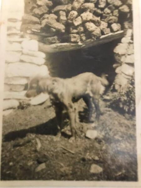 Sandy, the Red Setter who brought so much joy. Sandy, the Red Setter who brought so much joy.