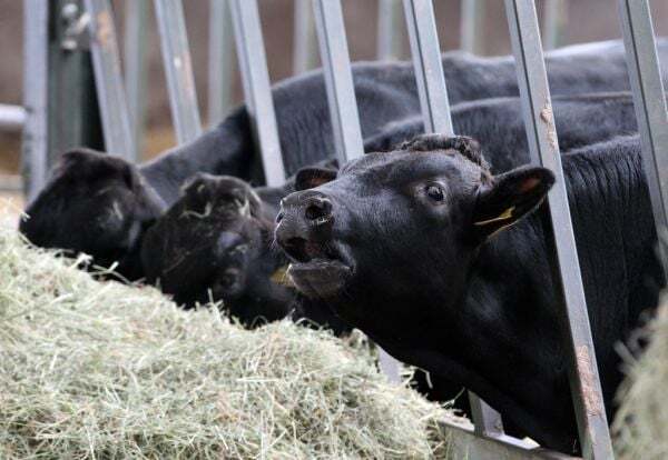 Beef exports should feature in Ireland-China talks, says think tank - Homepage - Vimarsana News