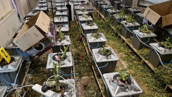 Cannabis plants and cannabis herb with an estimated street value of €700,000 were seized by investigating Gardaí. Cannabis plants and cannabis herb with an estimated street value of €700,000 were seized by investigating Gardaí.