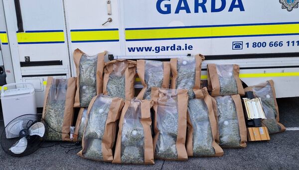 Some of the cannabis plants seized this afternoon. Some of the cannabis plants seized this afternoon.