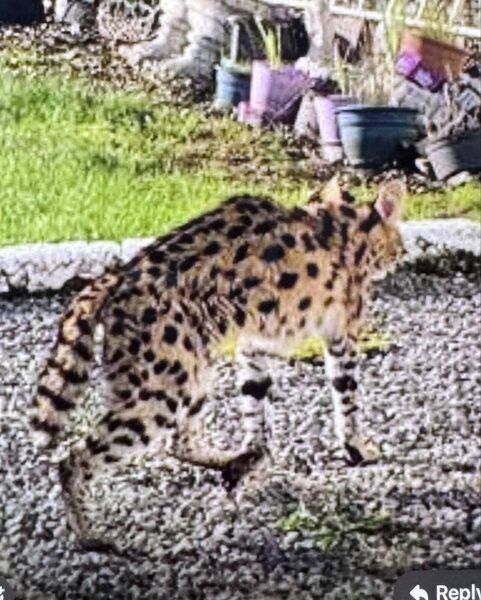 There is some speculation that it might be a Serval, an African wild cat. There is some speculation that it might be a Serval, an African wild cat.