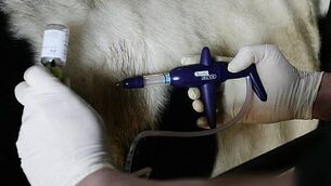 Man dies in single-vehicle collision in Sligo Man dies in single-vehicle collision in Sligo