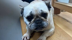 <p>This dog was found on Castle Street in Roscommon Town this evening.</p> <p>This dog was found on Castle Street in Roscommon Town this evening.</p>