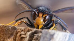 <p>The Asian hornet is a species of hornet indigenous to Southeast Asia. It is of concern as an invasive species in European countries.</p> <p>The Asian hornet is a species of hornet indigenous to Southeast Asia. It is of concern as an invasive species in European countries.</p>